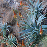 Aloe mutabilis
